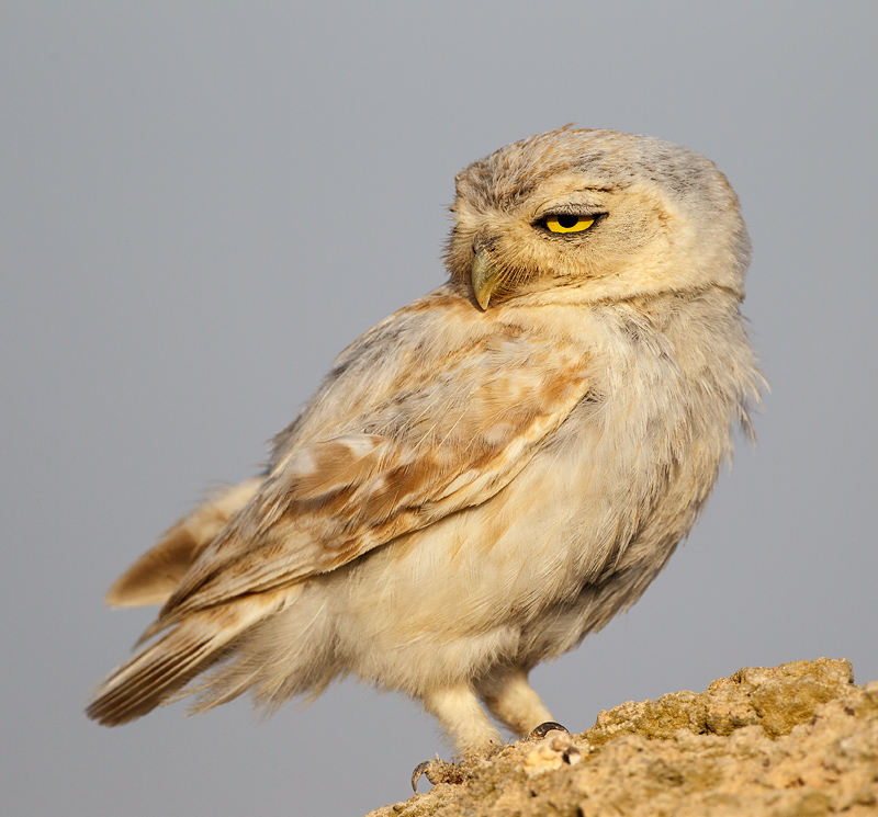 A second pair of breeding Lilith Owls - Simons Birding Blog