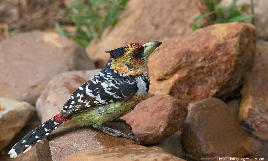 Barbets - Bird of the Month September 2014* - Africa Wild